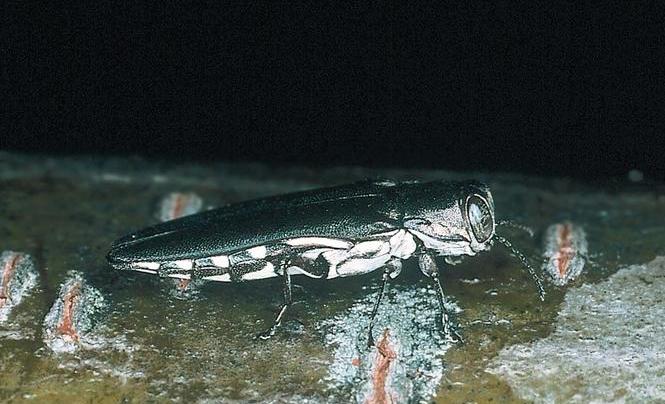 The honeylocust borer, Agrilus difficilis, is an EAB lookalike beetle