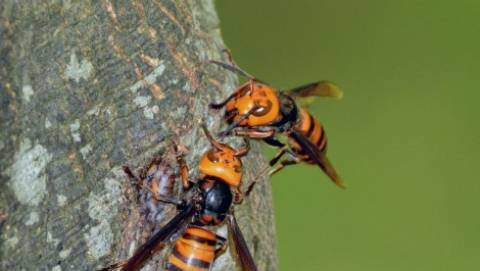 Asian giant hornet on tree cavity