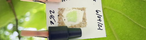 A BMSB egg mass clipped to a corn leaf to attract parasitoid wasps