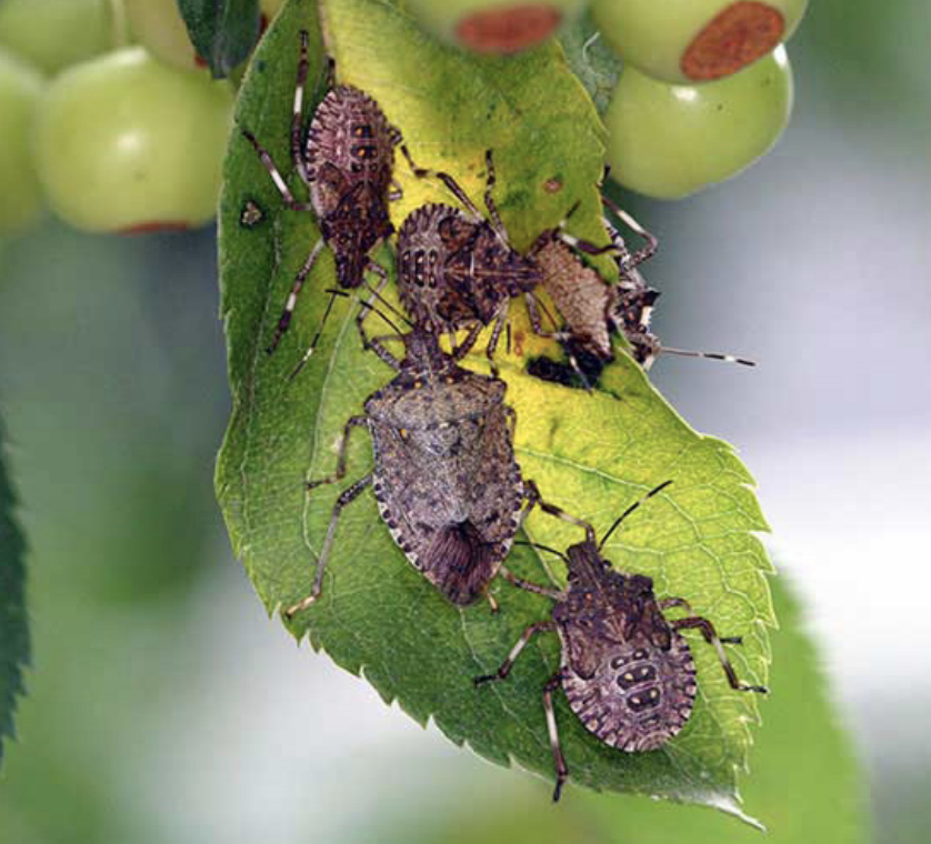 Stink Bugs, Shield Bugs, and related Plant Bugs of Columbia County, Oregon  – Wild Columbia County