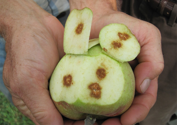 Fig 1. Brown marmorated stink bug damage to apple (photo: Christopher Bergh, Virginia Tech)