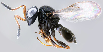 The samurai wasp (Trissolcus japonicus), a highly effective parasitoid against BMSB. It has been found in 12 U.S. states