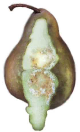 bmsb pear damage