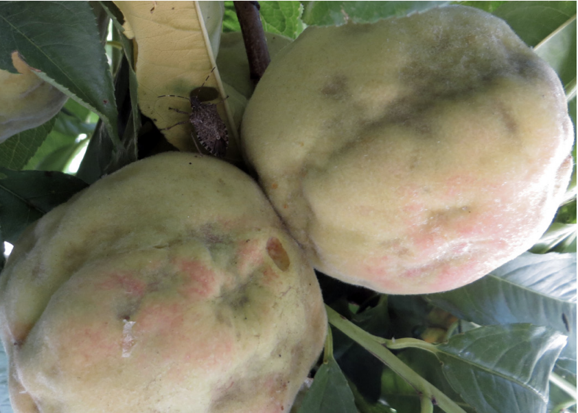 Damage to peach. Note the BMSB adult between the peach fruits