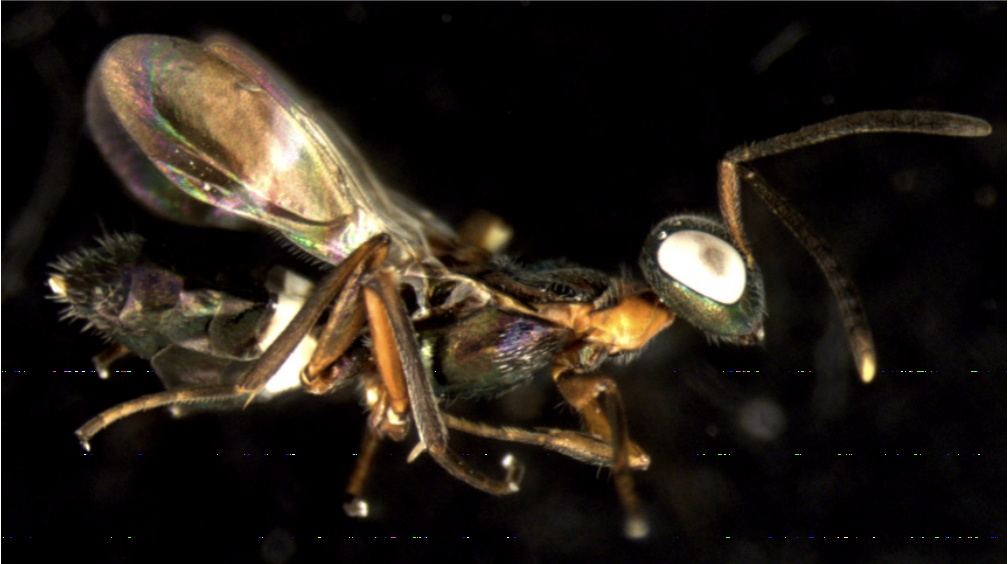 Select native parasitoid wasps stinging BMSB in Utah. From the top left: Trissolcus erugatus, Trissolcus utahensis, Anastatus reduvii, Telenomus podisi, and Trissolcus euschisti