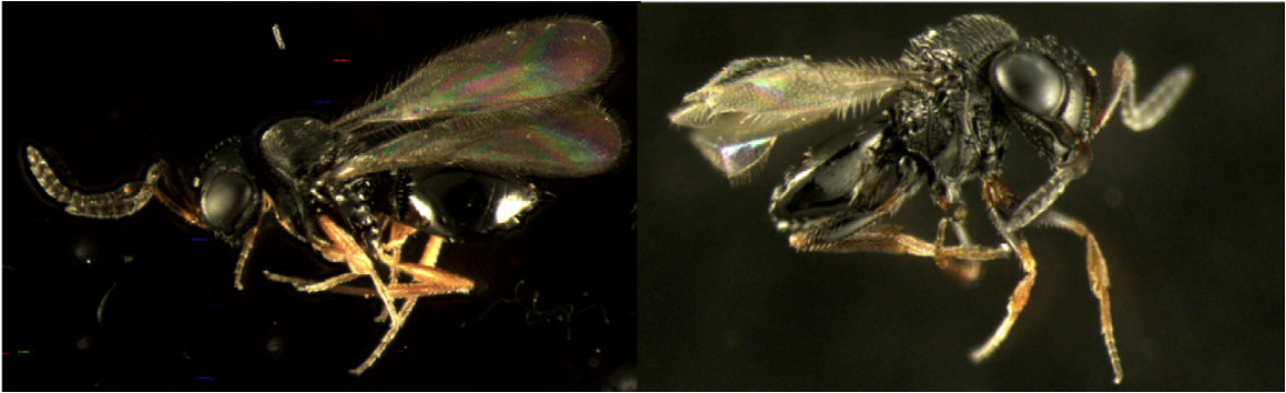 Select native parasitoid wasps stinging BMSB in Utah. From the top left: Trissolcus erugatus, Trissolcus utahensis, Anastatus reduvii, Telenomus podisi, and Trissolcus euschisti