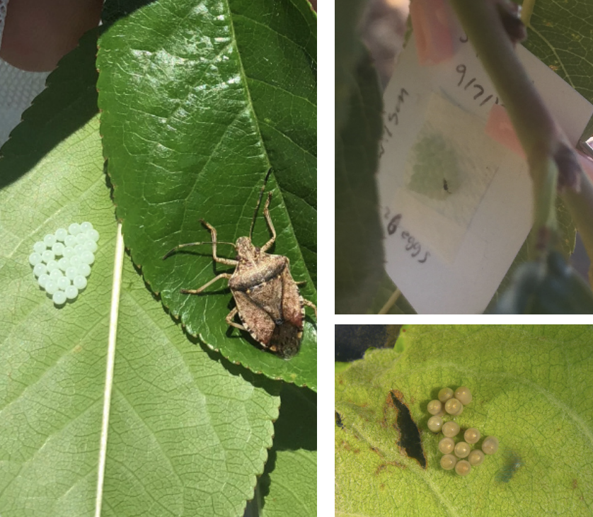 Left: An adult BMSB with a freshly laid egg mass; Right top: A parasitoid stings a stink bug egg mass; Right bottom: eggs darken as parasitoids develop
