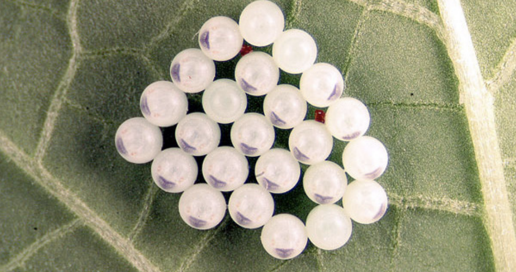 A BMSB egg mass with triangular egg bursters. The nymphal stink bugs inside are close to hatching