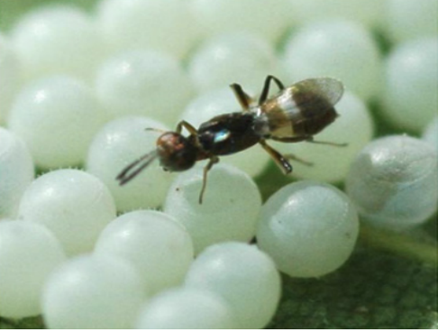  An Anastatus adult on BMSB eggs. Notice that the wasp is larger than an individual egg