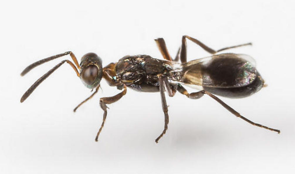 An adult Anastatus female. Adults typically measure 3-5 mm in length and resemble ants in appearance