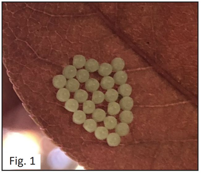 BMSB eggs on leaf