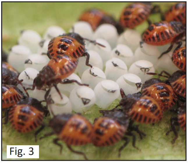 First instar BMSB nymphs hatched from healthy eggs