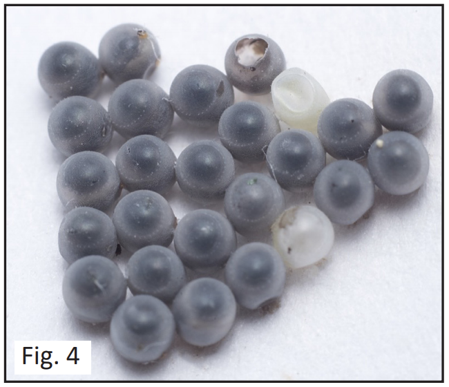 BMSB eggs that have been parasitized by the samurai wasp
