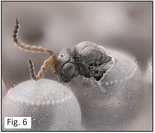 Samurai wasp emerging from a parasitized BMSB egg