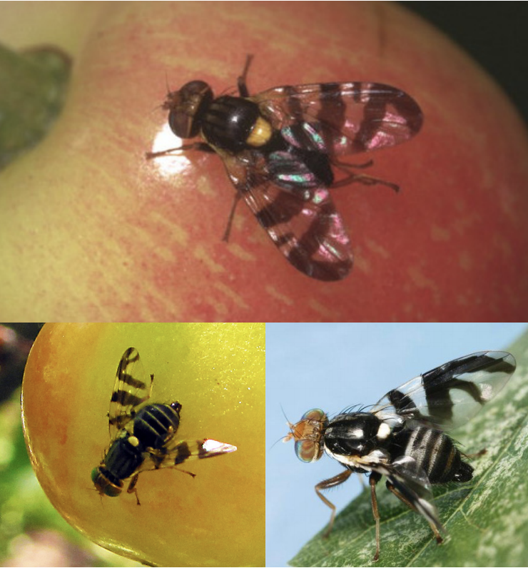 European cherry fruit fly adult (top), western cherry fruit fly adult (bottom left), and apple maggot adult (bottom right)