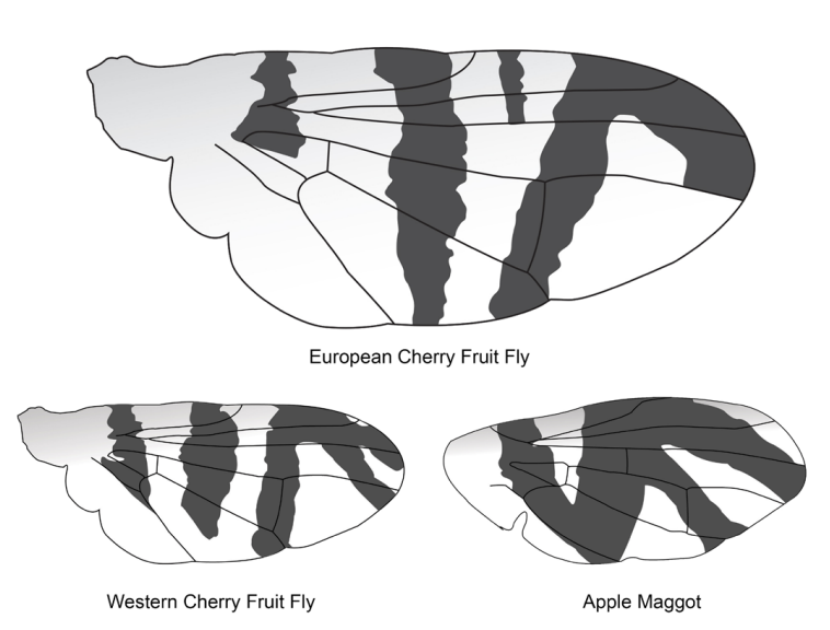 Wing banding patterns of the ECFF (top), WCFF (bottom left) and apple maggot (bottom right)