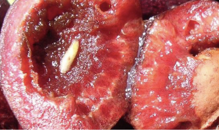 ECFF larva in cherry fruit