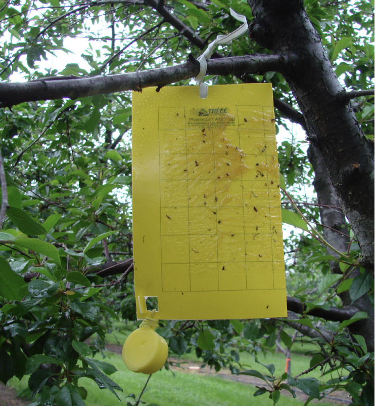 Yellow sticky card with an ammonium carbonate bait box