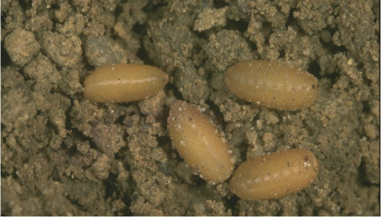 ECFF pupae in the soil