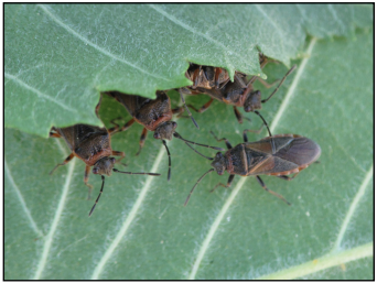 Elm seed bug adults hiding under overlapping elm leaves