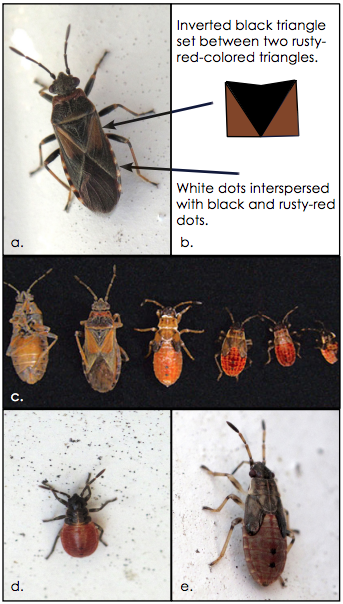 Fig. 2a - 2e. Elm seed bug adults with depiction of key identifying characteristics (2a - 2b). Adult and immature elm seed bugs (2c). Early- and latestage elm seed bug immatures (2d - 2e). 