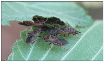 Elm seed bug adults hiding between overlapping elm leaves
