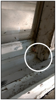 Elm seed bugs easily enter structures through gaps in the window frames