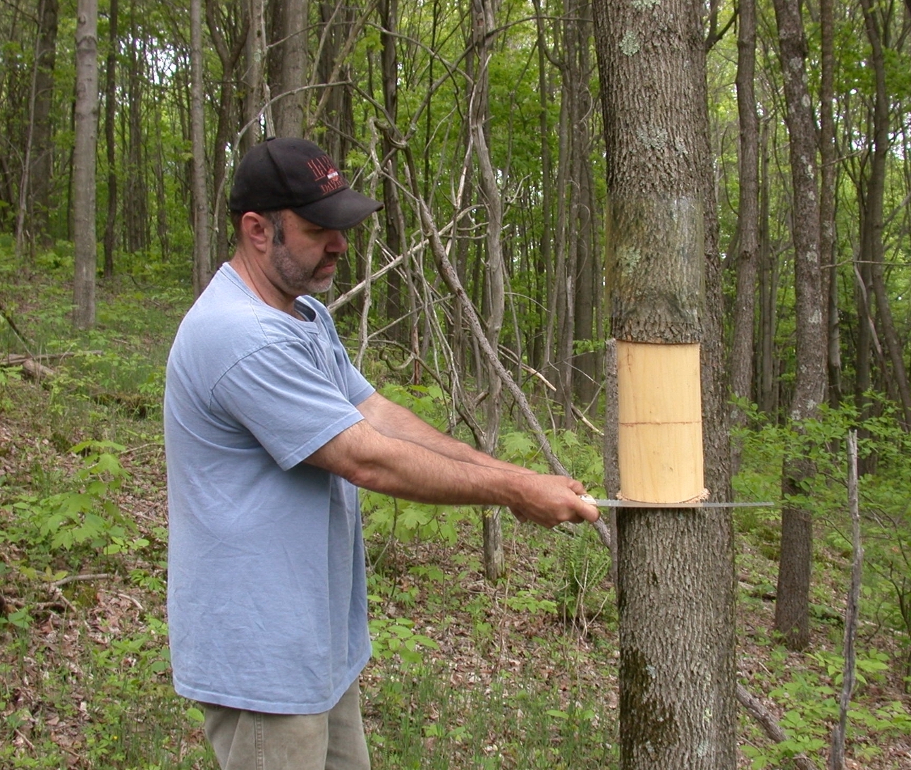 Girdling is a tool for detection and managing EAB