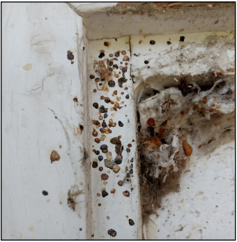 Fecal spots of elm seed bugs on a window frame
