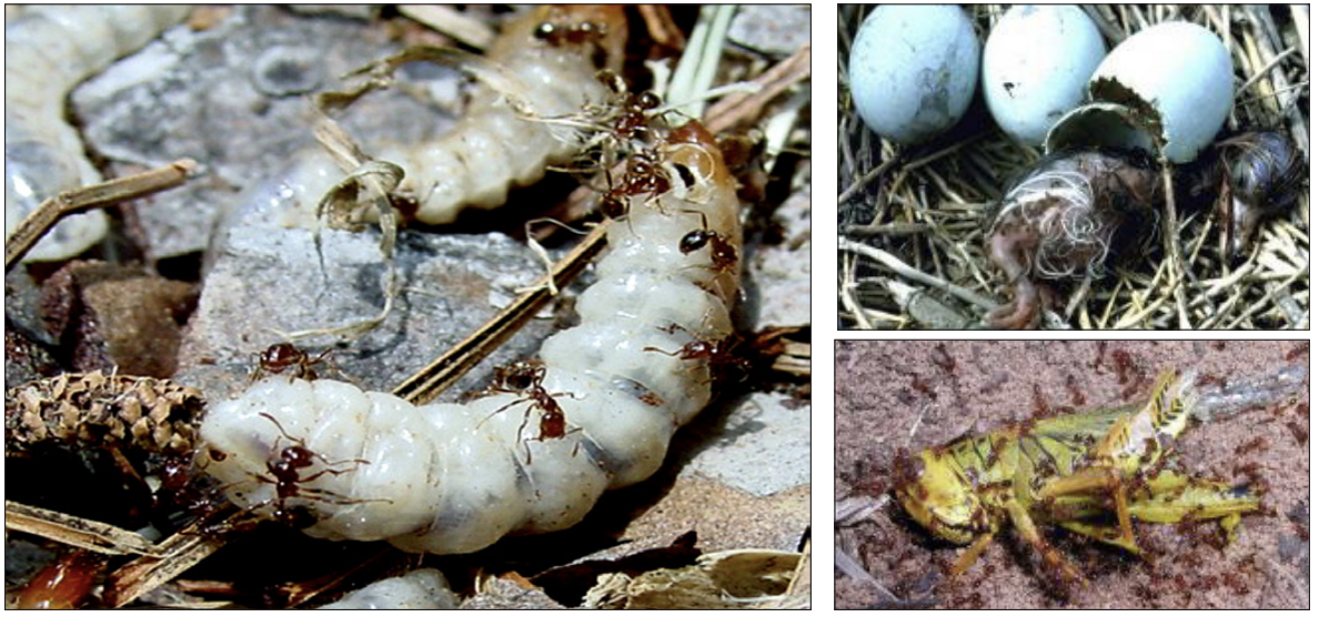 IFA foraging on (clockwise from left to right) an insect larva, tricolored heron chick, and grasshopper
