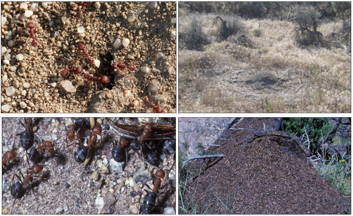 Common IFA look-alikes in Utah include harvester ants and thatching ants. Top row: western harvester ant (P. occidentalis) workers at their mound entrance (upper left image) and a typical western harvester ant mound (upper right image); Bottom row: western thatching ant (F. obscuripes) workers (lower left image) and their thatch-covered nest (lower right image)