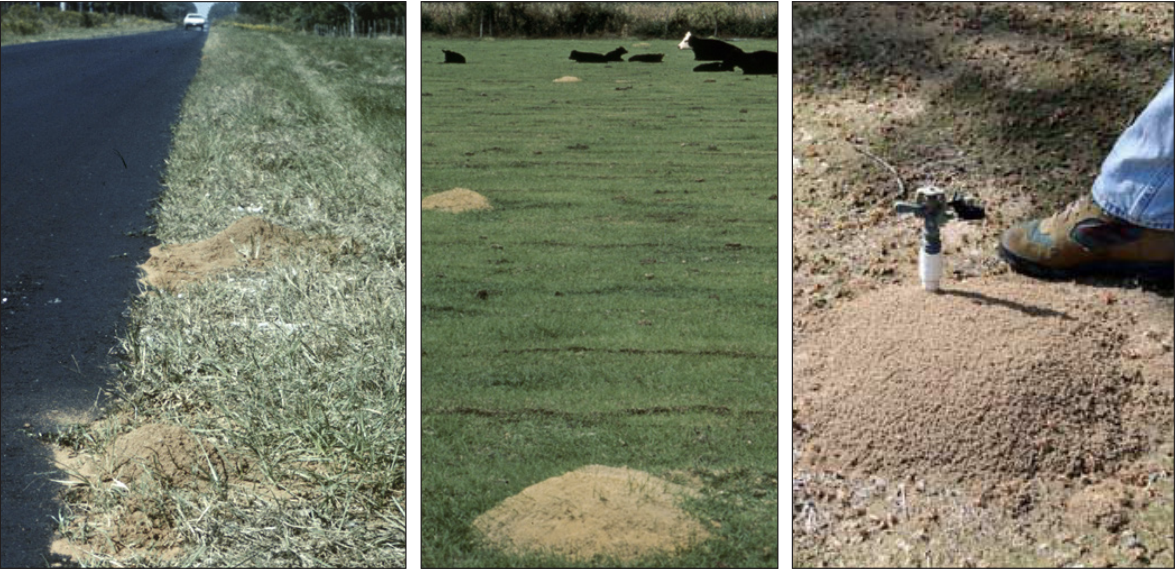 IFA mounds (left to right) along a road, in a pasture, and around a sprinkler head