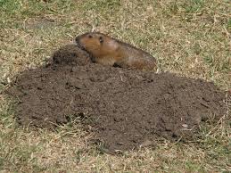 Pocket gopher mounds are potential IFA lookalikes that commonly occur in Utah