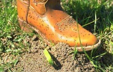 Red imported fire ant (IFA) workers swarming a boot.