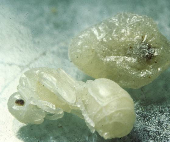 Red IFA queen on brood (left image); IFA pupa (right image)