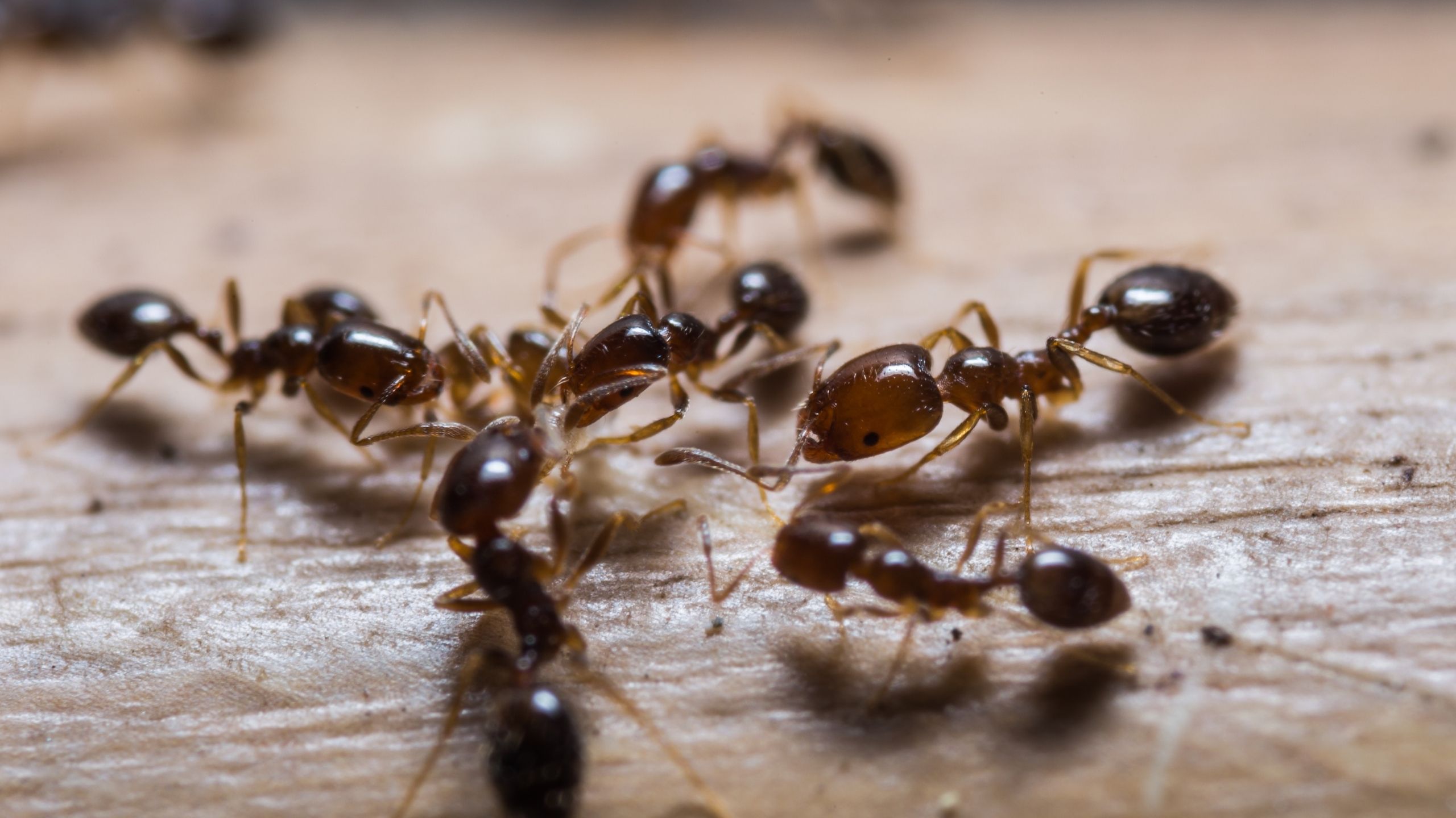 Red imported fire ant (IFA) workers swarming a boot.