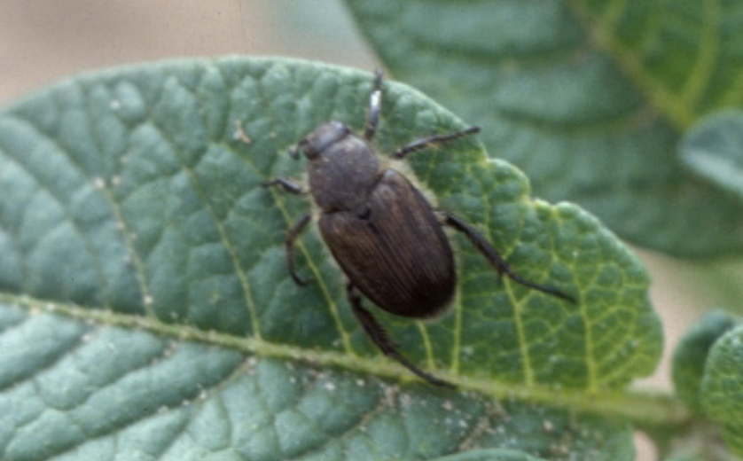 False Japanese beetles are dark tan to brown in color, and do not have distinct white hair tufts along their abdomens, as compared to the bright green and copper coloration and the distinct abdominal tufts of hair characteristic of Japanese beetles