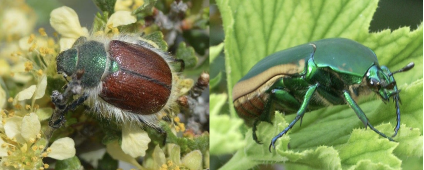 Hairy bear beetles (left) and green fruit beetles (right) can be distinguished from Japanese beetles by the prominent fuzz along their abdomen and the yellow-orange stripe on their wings, respectively 