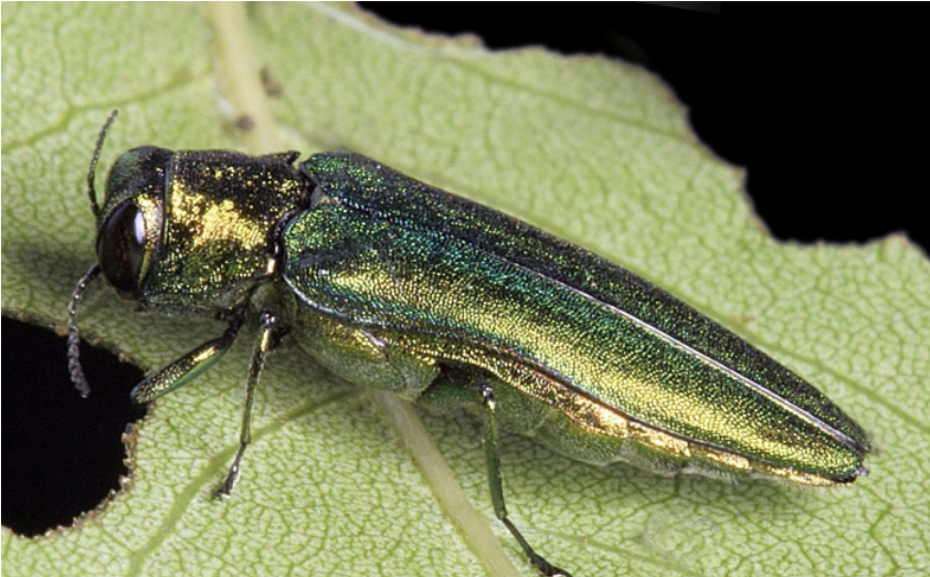 Adults are metallic, green-colored beetles with a dorsoventrally flattened body