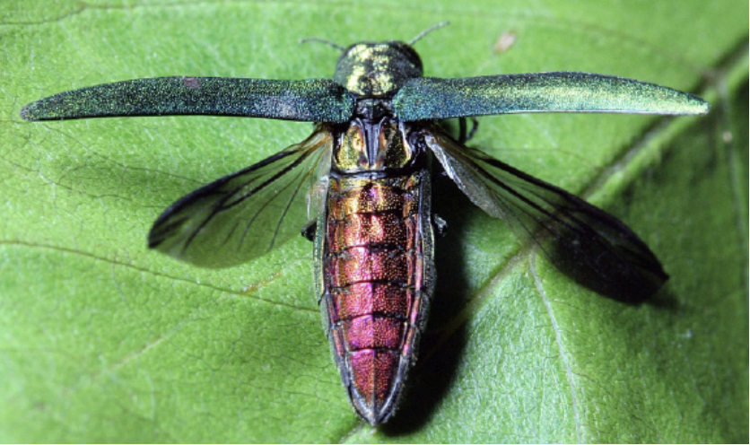 Adults have an iridescent purple abdomen beneath their forewings