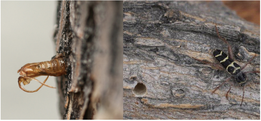 When lilac ash borers emerge from the tree, they leave irregularly round exit holes (1/4-inch wide) and protruding empty pupal cases (left). Banded ash borers emerge from oval exit holes (1/4-inch wide) (right). Emerald ash borers leave D-shaped exit holes (1/8-inch wide) when they emerge from trees, and do not leave behind pupal skins on the outside of the tree