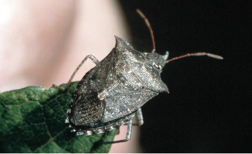 The spined soldier bug is a beneficial, predatory stink bug that looks similar to the invasive brown marmorated stink bug