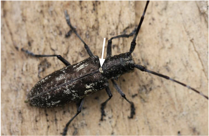 White-spotted sawyers, unlike Asian longhorned beetles, have a dull or bronze-black body, faintly banded antennae, and white scutellum (the white spot located between the top of the wings - note the white arrow in figure). The number of white spots on the wing covers can vary between specimens