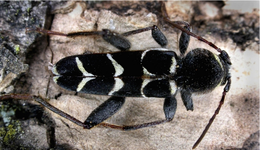 Banded ash borer adults are black with yellow or creamcolored markings on their wings and antennae that are less than 1/2 the length of their body