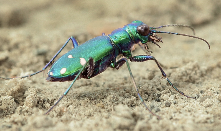 The six-spotted tiger beetle is a beneficial, predatory beetle, but can be mistaken for the invasive Japanese beetle