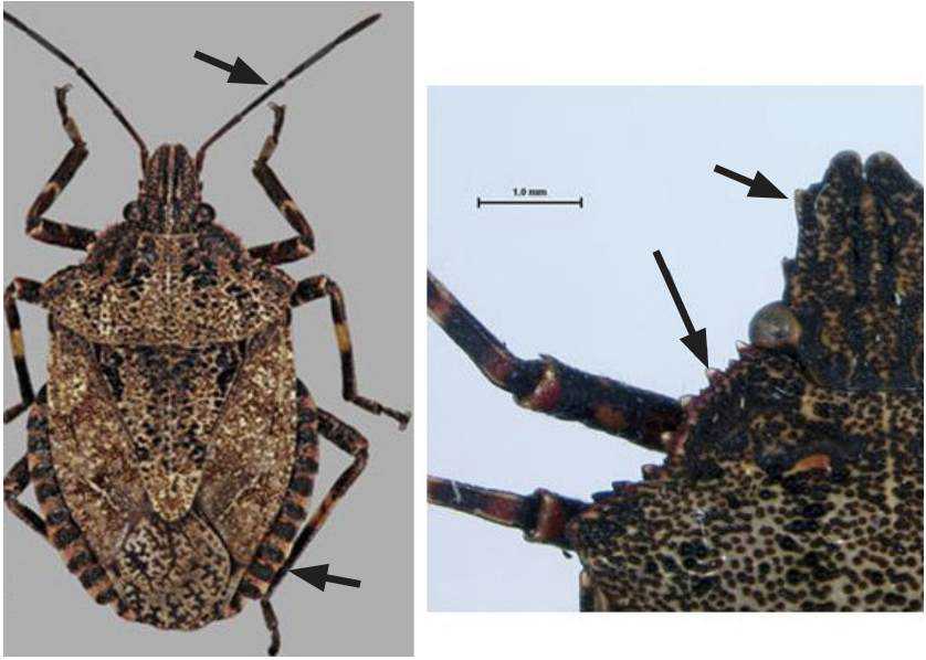 Rough stink bugs, unlike BMSBs, have a “tooth” on each side of the face, a heavily toothed shoulder, less distinct abdominal bands, and no dark and light antenna bands