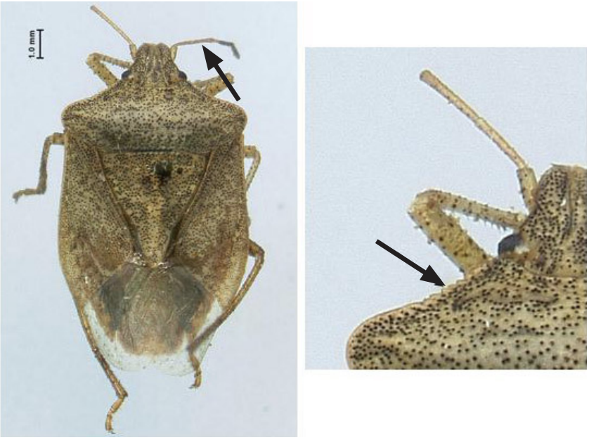 Brown stink bugs are not as mottled in color as BMSBs, and have a small row of spines on the shoulders, no banding on the antennal segments, and a yellowish-green or pink underside (not shown in figure)