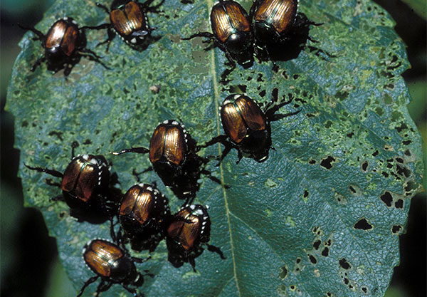 Adult Japanese beetles clustering on a leaf.