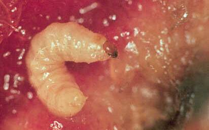  Plum curculio larva in peach fruit flesh