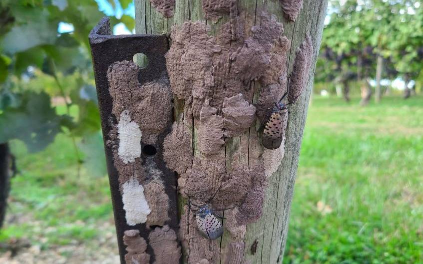 Spotted lanternfly egg masses on post